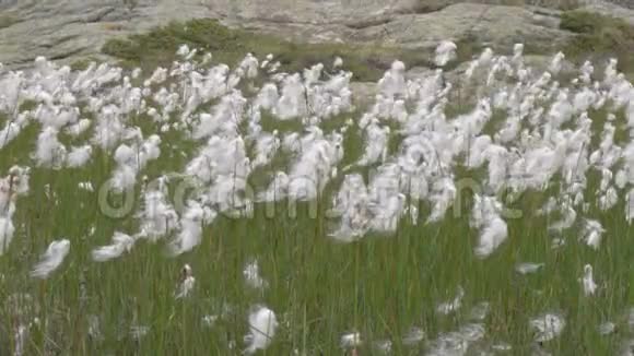 美丽的白色高山花卉聚集在一个小苔原草甸视频的预览图