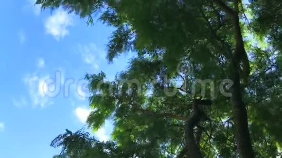 柳绿的树在蓝天的背景下随风移动视频的预览图