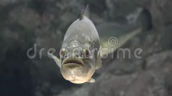一条丑陋的鱼漂浮着视频的预览图