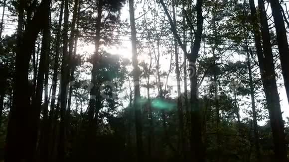 松林带着阳光在一个生动的早晨阳光在树枝上嬉戏泰国阳光下的自然风光视频的预览图