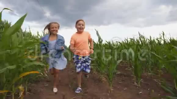 小女孩和小男孩在玉米种植园的镜头前玩得很开心孩子们在玉米地里玩耍视频的预览图