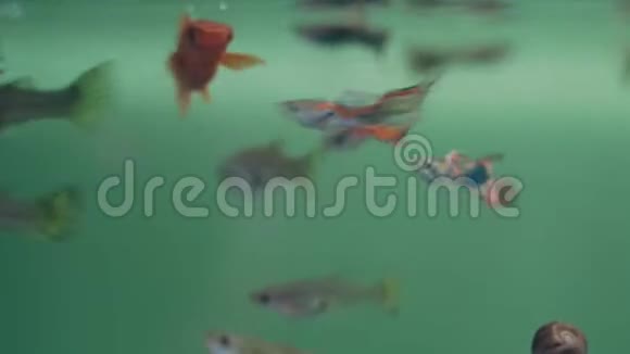 美丽的五颜六色的鱼在水族馆玩得很开心视频的预览图