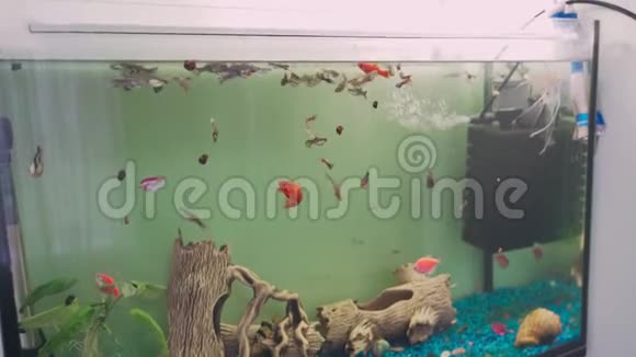 有植物和热带多彩鱼的水族馆视频的预览图