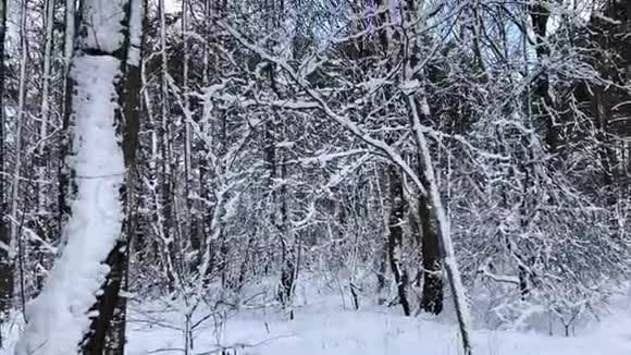 雪后观雪冬林视频的预览图