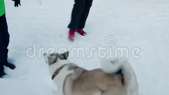 十几岁的女孩和男孩在雪地森林里玩白色和灰色的狗孩子们在雪地里玩好玩的狗视频的预览图