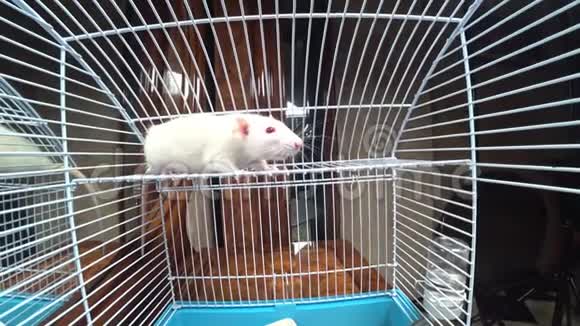 牢房内的景色监控摄像头笼子里的白老鼠视频的预览图