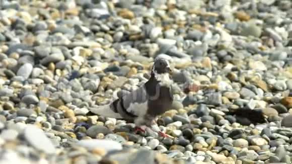 灰鸽子走在鹅卵石海滩上特写镜头复制空间视频的预览图