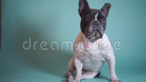 蓝色背景下精确的法国斗牛犬工作室肖像视频的预览图