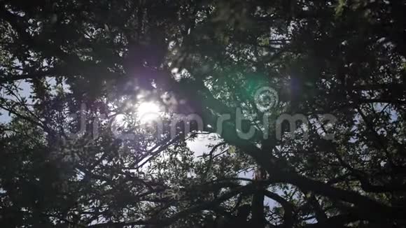 伦敦树木天空和太阳视频的预览图