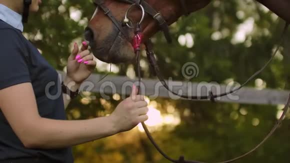 女人在训练前抚摸她的马视频的预览图