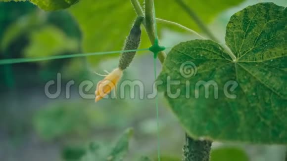 新鲜的黄瓜在花园的特写镜头中开花生长视频的预览图