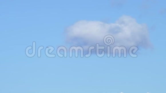 鸟儿信天翁在蓝天上飞得很高视频的预览图