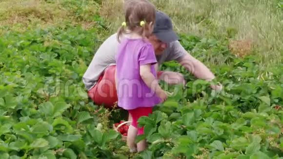 男人和小女孩在花园里收集草莓视频的预览图