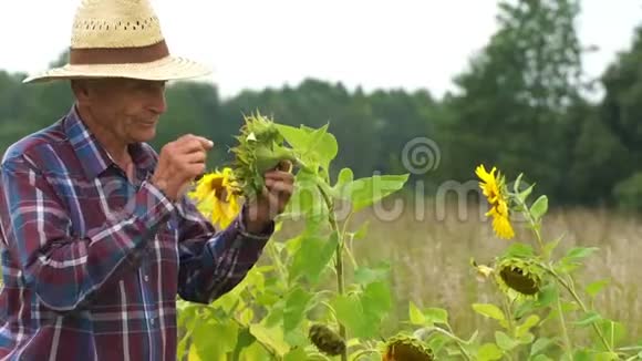 老人在野外慢动作地采摘和品尝葵花籽视频的预览图