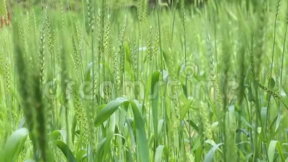 绿色小麦农业作物田视频的预览图