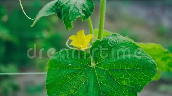 新鲜的黄瓜在花园里开花生长视频的预览图