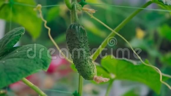 一个女孩在花园里用手转动正在生长的黄瓜视频的预览图