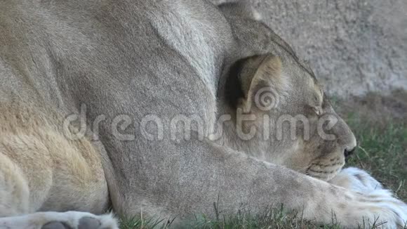 一只沉睡的野狮视频的预览图