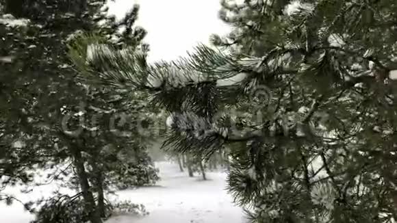 在松林的冬天下雪视频的预览图
