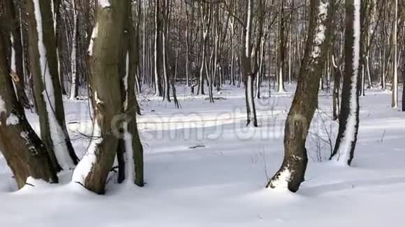 雪后观雪冬林视频的预览图