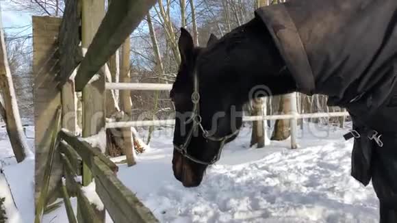 冬天用马衣覆盖的国产马视频的预览图
