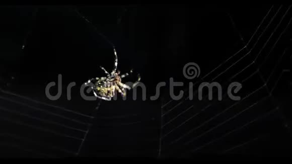 蜘蛛在网上视频的预览图