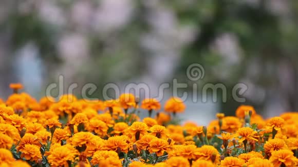 橙色万寿菊和树叶的特写视频的预览图