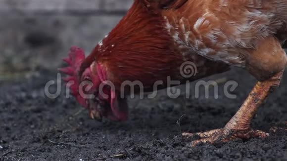 红公鸡在泥里收集谷物视频的预览图