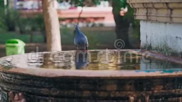 两只美丽的鸽子从喷泉里喝水然后飞走了视频的预览图