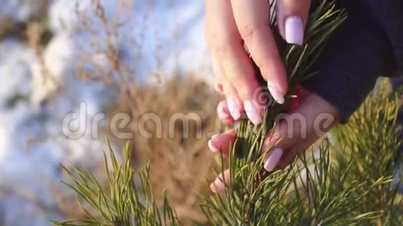 女孩在阳光下触摸圣诞树的树枝视频的预览图