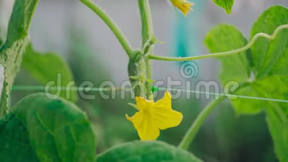 新鲜黄瓜在花园里开花生长视频的预览图