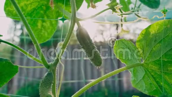 新鲜健康的黄瓜生长在花园的特写视频的预览图