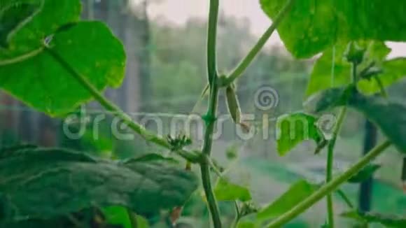 新鲜和黄瓜生长在花园特写视频的预览图