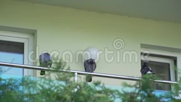 三只鸽子正在酒店阳台上清理羽毛视频的预览图