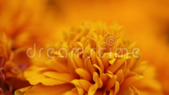 橙色万寿菊和树叶的特写视频的预览图