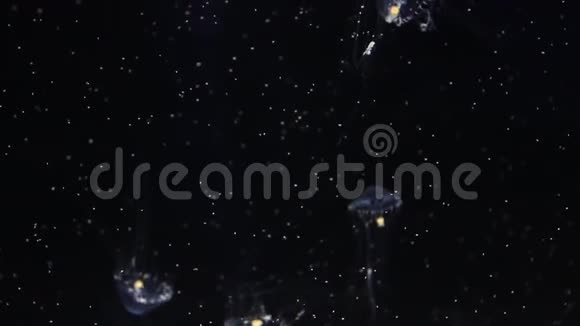秋葵水母视频的预览图