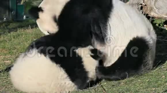 两只熊猫视频的预览图
