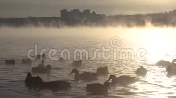 雾蒙蒙的河水上的鸭子视频的预览图