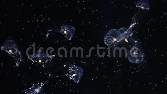 秋葵水母视频的预览图