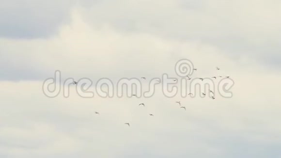 一群鸟飞过一大片田野视频的预览图