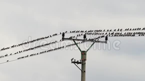 坐在电线上的鸟群视频的预览图