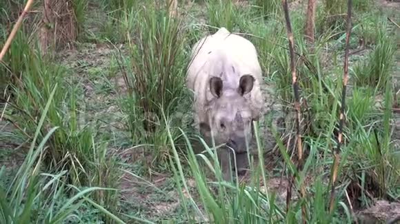 好奇的一角犀牛在尼泊尔视频的预览图