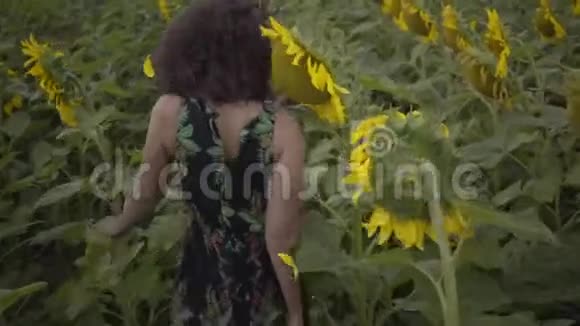 迷人的卷曲女人在向日葵的田野上奔跑明亮的黄色自由概念户外快乐的女人慢慢视频的预览图