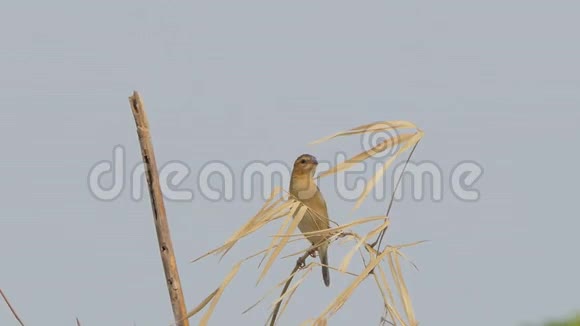 棕胸丛林捕蝇器在湿地分支视频的预览图