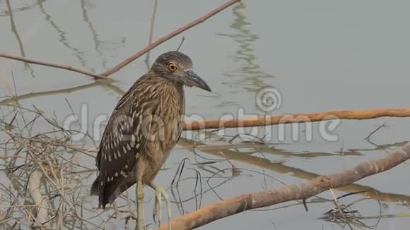 湿地中的黑冠夜鹭鸟视频的预览图