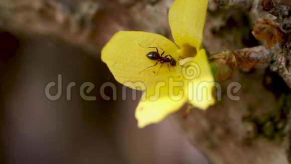 小蚂蚁走在花里面视频的预览图
