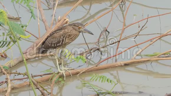 湿地中的黑冠夜鹭鸟视频的预览图