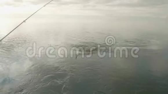 大的萨赞在钩子上鱼被拖到船上视频的预览图