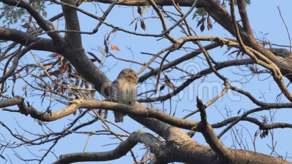 猫头鹰在热带雨林的树枝上视频的预览图