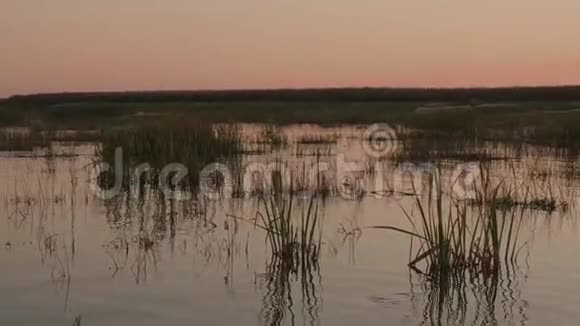 河上令人惊叹的日落全景蜘蛛网覆盖水中的芦苇自然奇迹视频的预览图